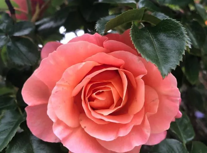 公寓 Stres-less Sunny 科巴里德